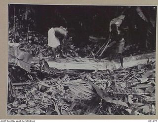 SORAKEN AREA, BOUGAINVILLE. 1945-05-04. TWO NATIVES OF AUSTRALIAN NEW GUINEA ADMINISTRATIVE UNIT LABOUR BATTALION CUTTING LOGS FOR THE CONSTRUCTION OF THE EAST WEST TRAIL. THE ROAD, MEASURING ..