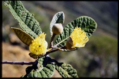 Flowers from tree, 900 m