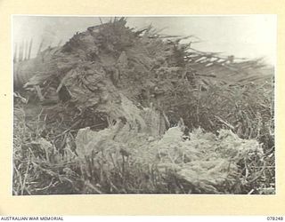 DANMAP RIVER, NEW GUINEA. 1945-01-05. THE EFFECTS OF A NEW CANADIAN EXPLOSIVE "808" ON THE BUTT OF A COCONUT PALM, ONE OF A NUMBER WHICH TROOPS OF THE 2/2ND FIELD COMPANY, DURING THE WIDENING OF ..