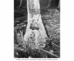 Water hole in coconut tree used by natives, Bikini Atoll, summer 1947