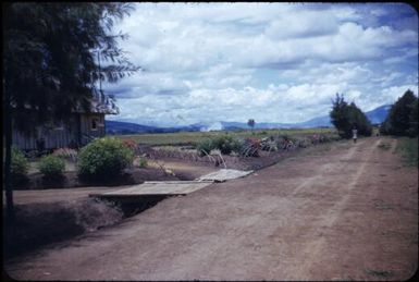 Looking down the road past our house. There is on old jeep and some motor-bicycles : Minj Station, Wahgi Valley, Papua New Guinea, 1954 / Terence and Margaret Spencer
