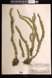 Phlegmariurus samoanus