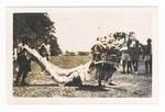 Changeover of 'feet' of dragon, Rabaul, c1946 to ?