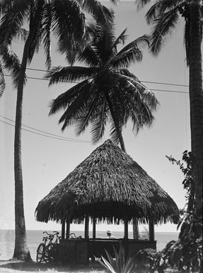 [A fale underneath coconut palms]