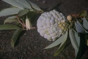 [Annona squamosa fruit close-up in Lihue, United States]