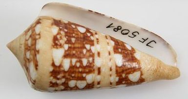 ["Conus ammiralis"]