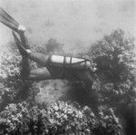 Divers observe life on the ocean floor near Vava'u Island, Tonga