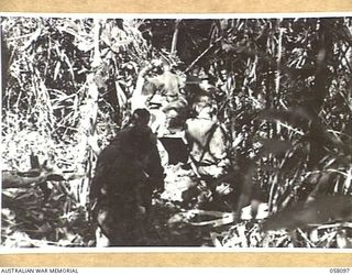 FINSCHHAFEN, NEW GUINEA, 1943-10-02. IN THE JUNGLE EVACUATING THE WOUNDED FROM THE FORWARD AREAS DURING THE CAMPAIGN