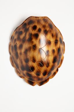 Turtle shell