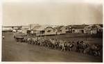 Camel train passing in front of Quilpie police station, Queensland, late 1890s