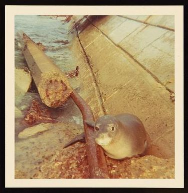 Photographs :Hawaiian Monk Seal from Laysan 1968 (no negatives)