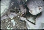 Food preparation: pig's tongue being removed, Make pulls on jaw