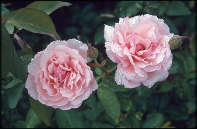 Two pink roses