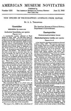 New species of polychaetous annelids from Hawaii