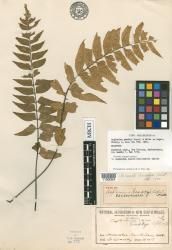 Asplenium sancti-christofori