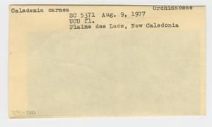 [Caladenia carnea in New Caledonia, envelope IE41-200]