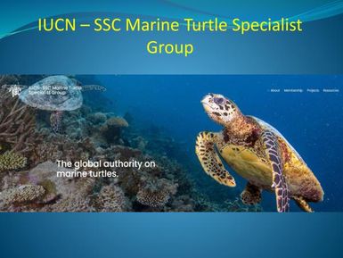 IUCN - SSC Marine turtle specialist group - the global authority on marine turtles