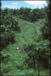 Large garden on steep slope