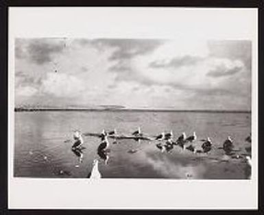 Laysan 1912