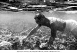 Ralph F. Palumbo collecting algae specimens in the shallow water of Bikini Lagoon, summer 1964