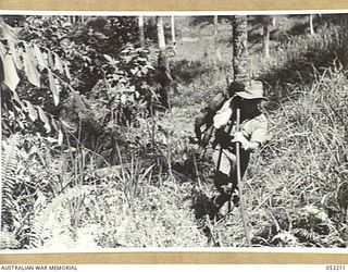 MILNE BAY, NEW GUINEA. 1943-06-26. NX135929 LIEUTENANT N.F. WILSON OF THE 27TH AUSTRALIAN LINE SECTION (SIGNALS), 5TH AUSTRALIAN DIVISION, LAYING BASIC CABLE TO REPLACE TEMPORARY LINE
