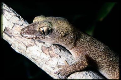 Gecko sp.