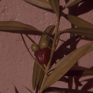 [Unidentified red flowering plant close-up in Hawaii, United States]
