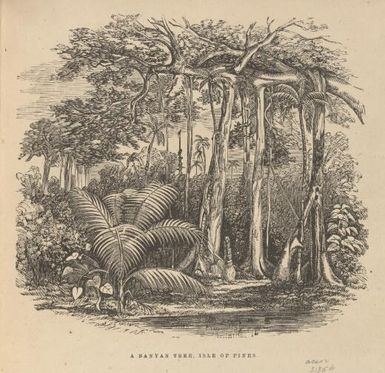 A banyan tree, Isle of Pines