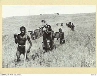 RAMU VALLEY, NEW GUINEA, 1943-10-03. CHIMBU AND BENA NATIVE CARRIERS ARRIVING AT THE 2/7TH AUSTRALIAN INDEPENDENT HEADQUARTERS, WITH MEDICAL STORES AND RATIONS, FROM KAINANTU