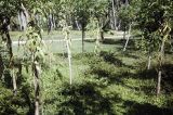 French Polynesia, vanilla bean vines growing on Moorea Island