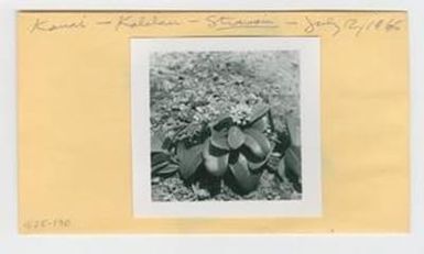 [Straussia in Hawaii, envelope IE25-190]