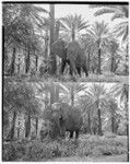 Daisy the elephant at Kapi'olani Park, Honolulu, 1928