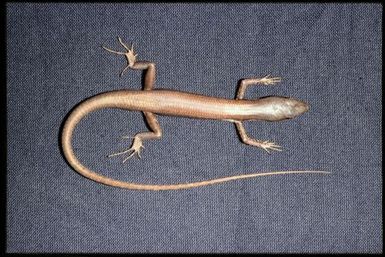Lioscincus vivae