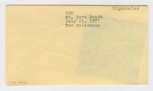 [Siphonales in New Caledonia, envelope IE41-082]