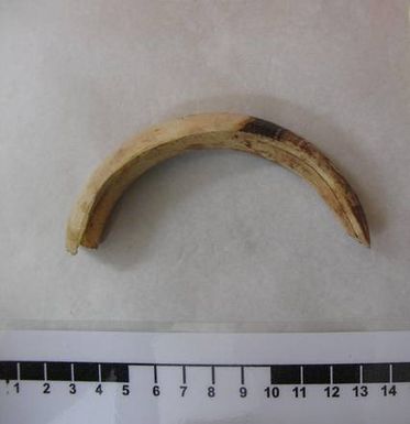 tusk