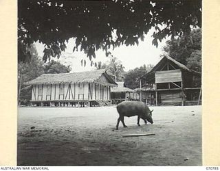 GABENSIS, NEW GUINEA, 1944-03-02. A GABENSIS NATIVE VILLAGEL ALONG THE WAU - LAE ROAD, CONTAINING ABOUT 400 INHABITANTS, PLUS MANY PIGS, FOWLS AND DOGS. BUILT IN A JUNGLE CLEARING, THE VILLAGE IS ..