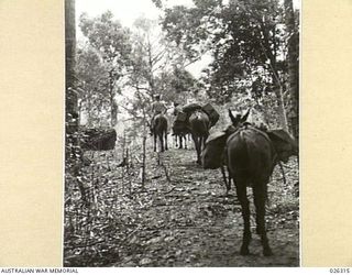 PAPUA, NEW GUINEA. 1942-08. MUCH OF THE SUPPLIES FOR THE FORWARD AREA IN NEW GUINEA WHERE THE COUNTRY IS INACCESSIBLE TO WHEELED TRANSPORT, IS TAKEN FORWARD BY MULE PACK TEAMS WHICH ARE OPERATED BY ..