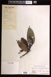 Macaranga angustifolia