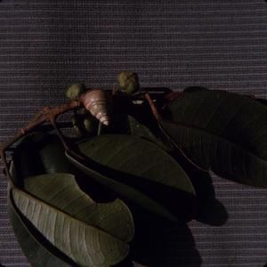[Achatinella mustelina on Pelea clusiaefolia var. crassiloba from Kunia Camp, United States] BRIT-A-AR003-012-02-165