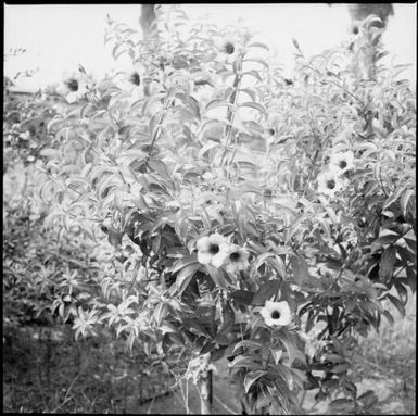 Flowering shrub, Rabaul, New Guinea, ca. 1936 / Sarah Chinnery