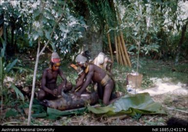 Preparing a pig for cooking