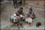 Children delousing pigs