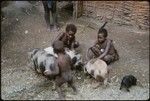 Children delousing pigs