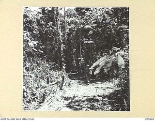 KAMKAMUN, NEW GUINEA. 1943. THE TRACK LEADING TO KAMKAMUN AND THE LAE CASUALTY CLEARING STATION, OPERATED JOINTLY BY THE 10TH FIELD AMBULANCE AND THE 106TH CASUALTY CLEARING STATION. THE TRACK WAS ..