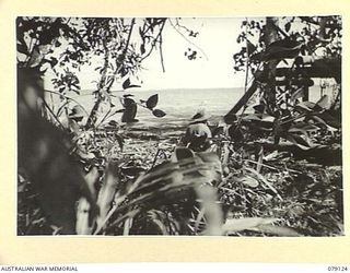 TSIMBA AREA, BOUGAINVILLE ISLAND. 1945-02-13. TROOPS OF THE 31/51ST INFANTRY BATTALION KEEPING WATCH ALONG THE BEACH FROM A CAPTURED JAPANESE HEADQUARTERS