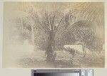 Gravesite by a palm tree, Tanna, ca.1890