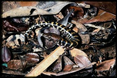 Skink sp.