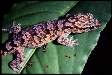 Bavayia geitaina