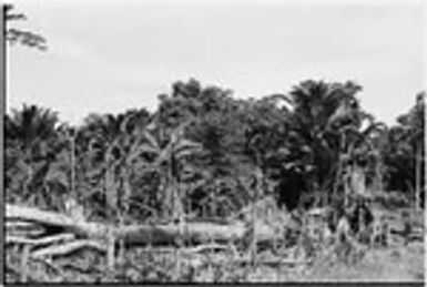 Aiome area: garden and large tree trunk, Jamenke