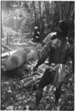 Pig festival, pig sacrifice, Tsembaga: recently killed pig placed on fire to singe off bristles
